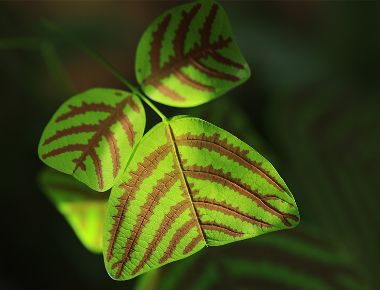 Christia Obcordata