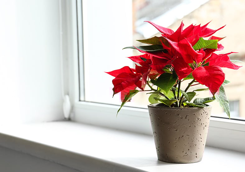 Christmas Flower