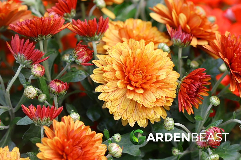 Chrysanthemums