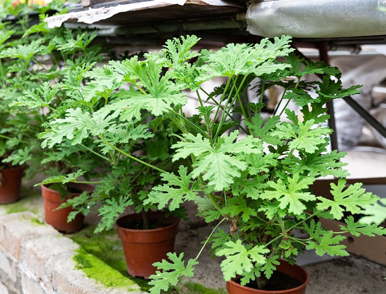 Citronella plant are natural mosquito repellent