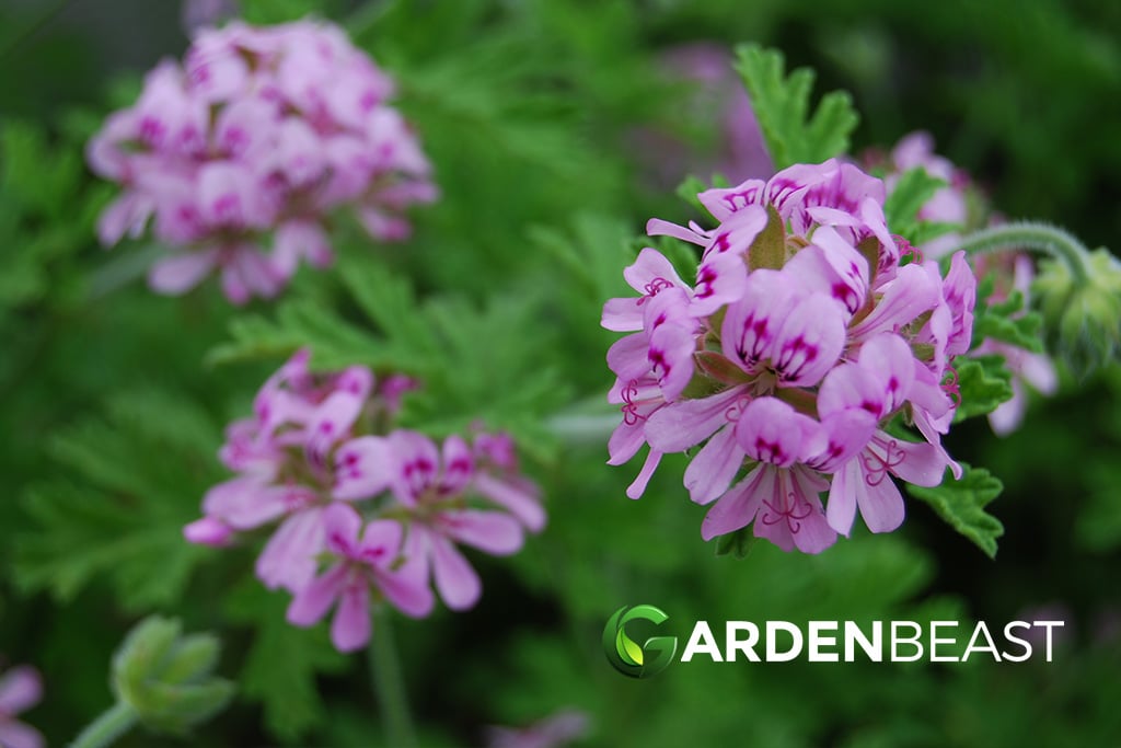 Citronella Plant