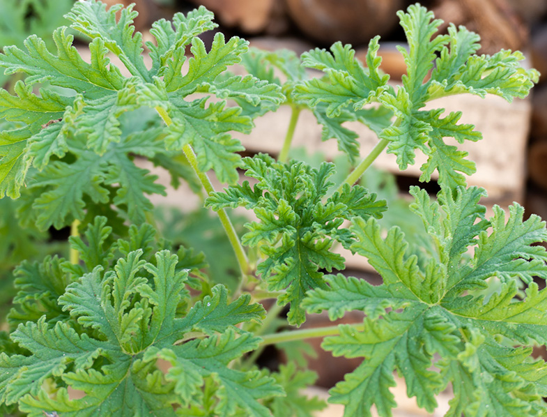 Citronella Plants