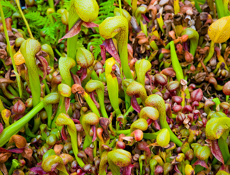 Cobra lily
