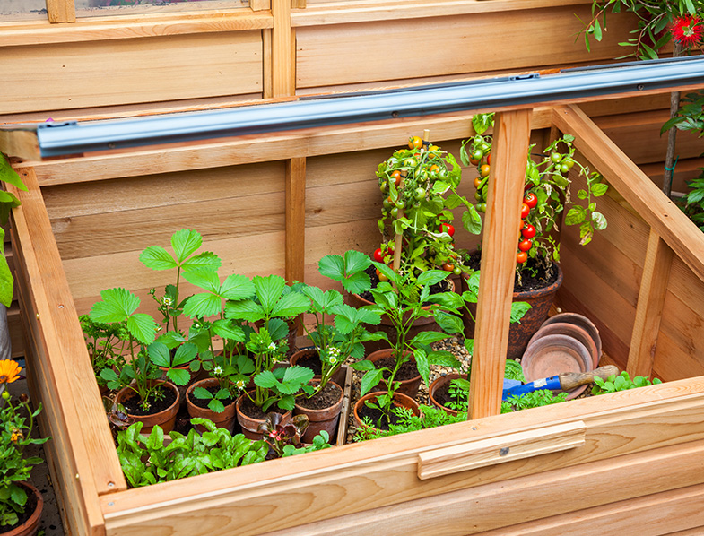 Cold Frame