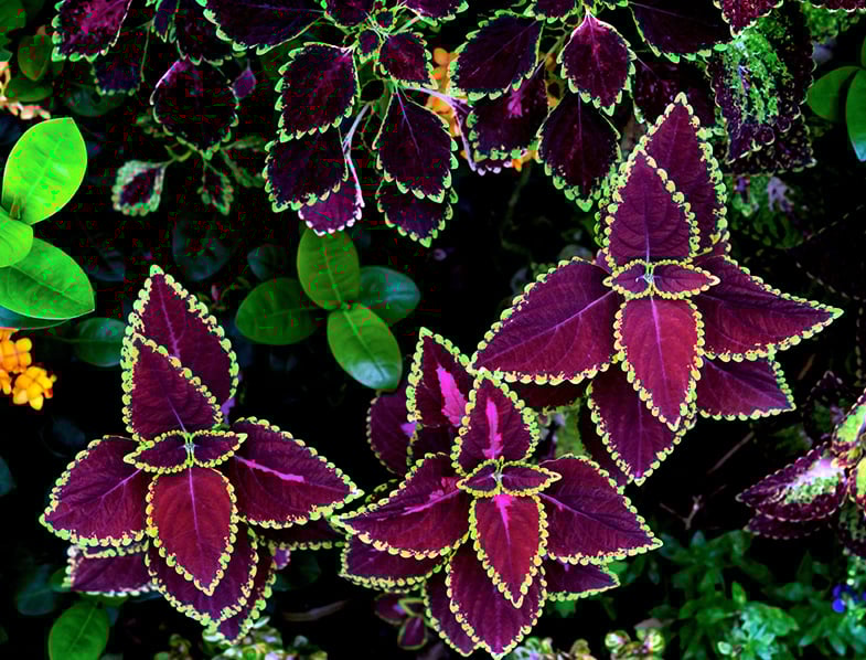 Colorful Coleus Plant