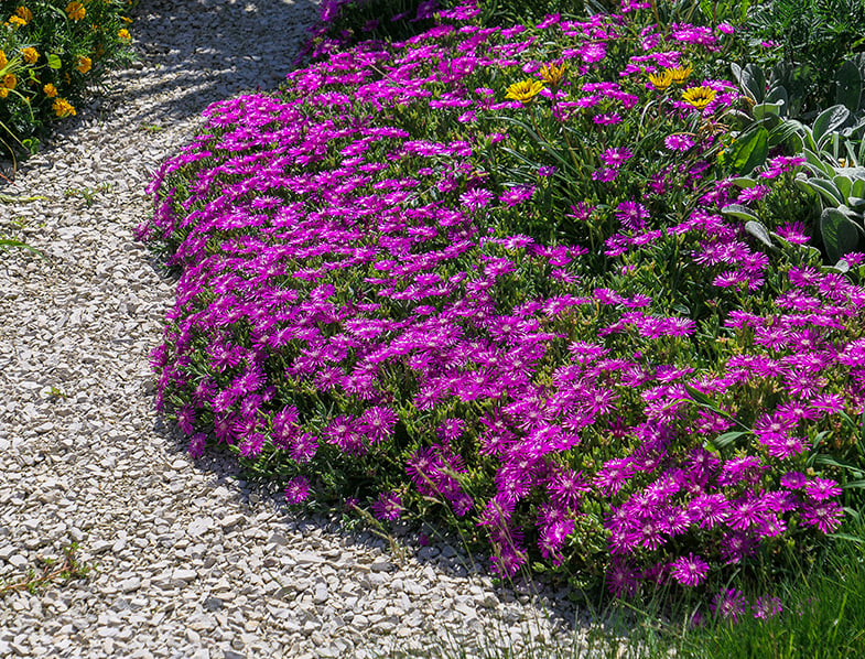They make a colorful addition to a garden