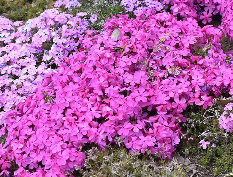 Beautiful colors of Phlox subulata
