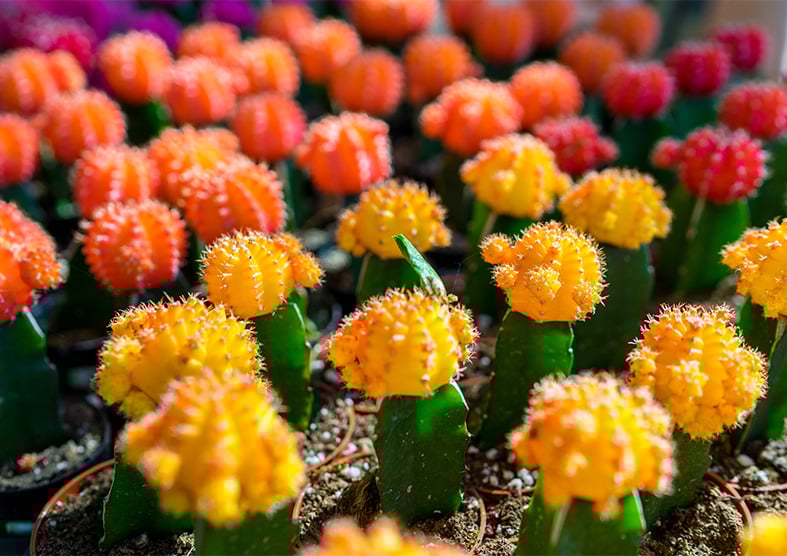 Colorful Moon Cactii