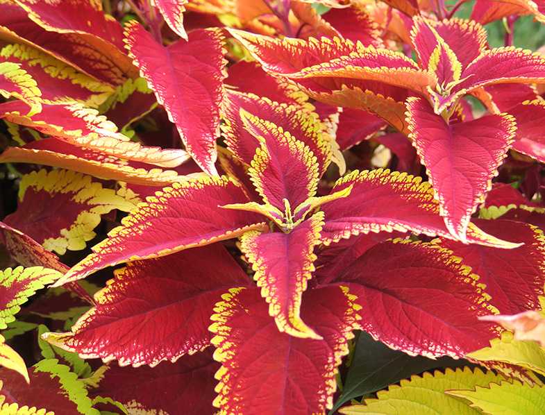 Coleus Plant