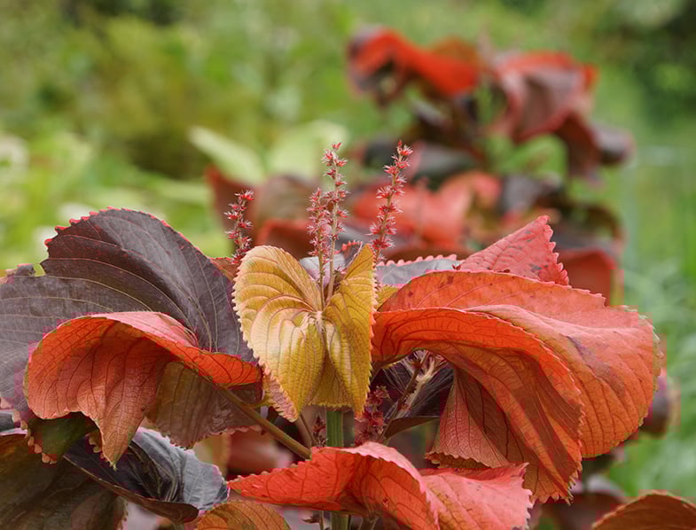 Copper Leaf