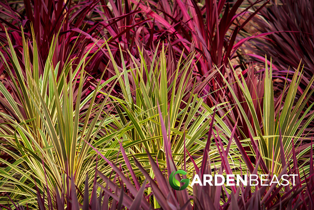 Cordyline Guide