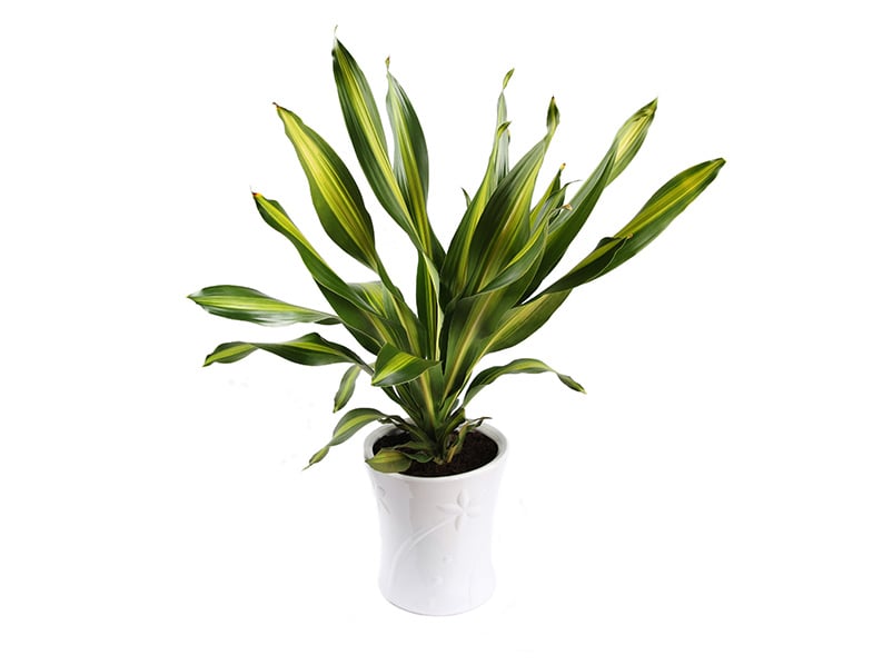 Dracaena Fragrans