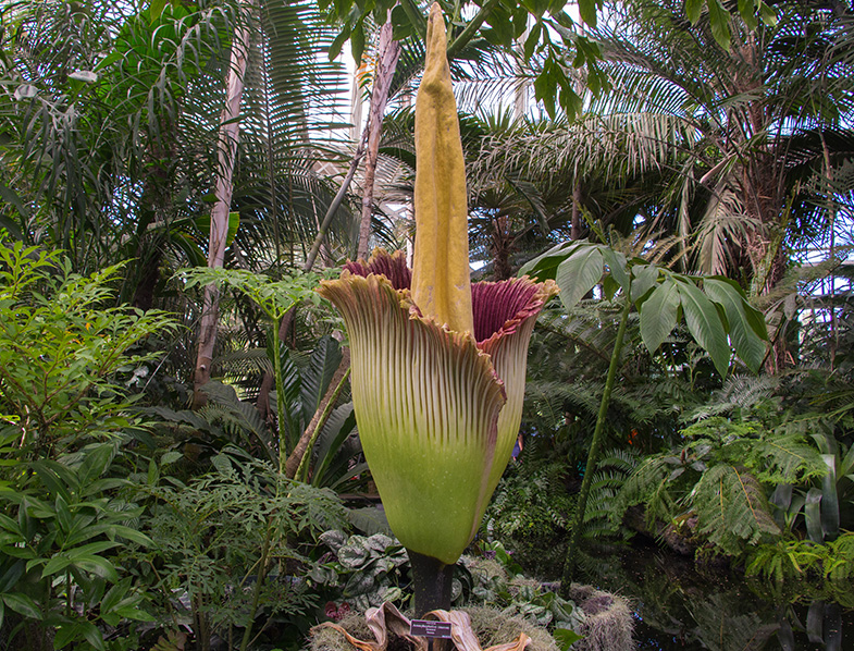Corpse flower