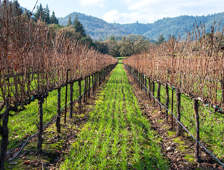 Cover Crops
