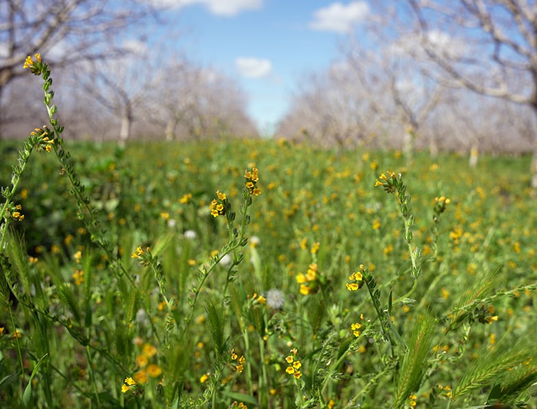 Cover Crops