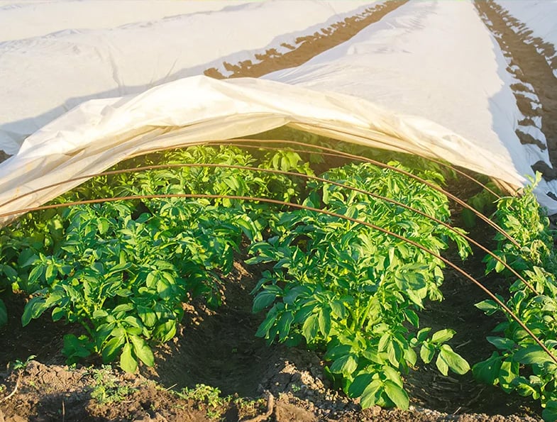 Covering Up Plants During The Winter