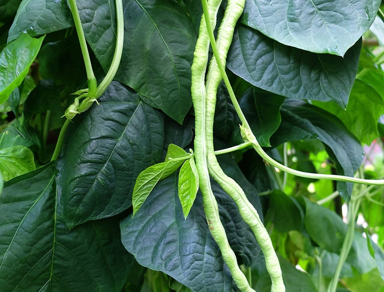 Cowpeas