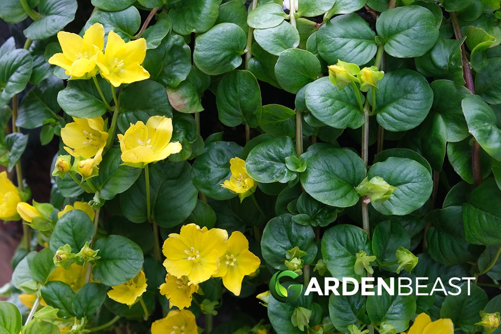 Creeping Jenny