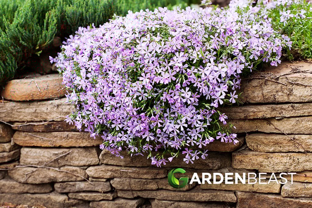 Creeping Phlox