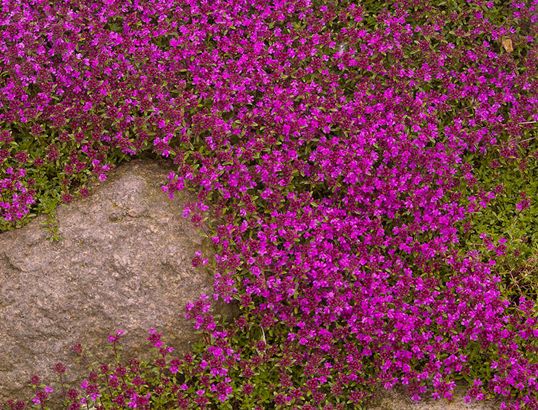 Creeping Thyme