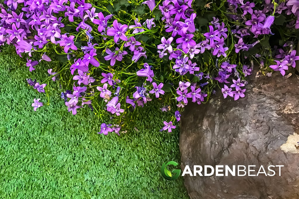 Creeping Thyme
