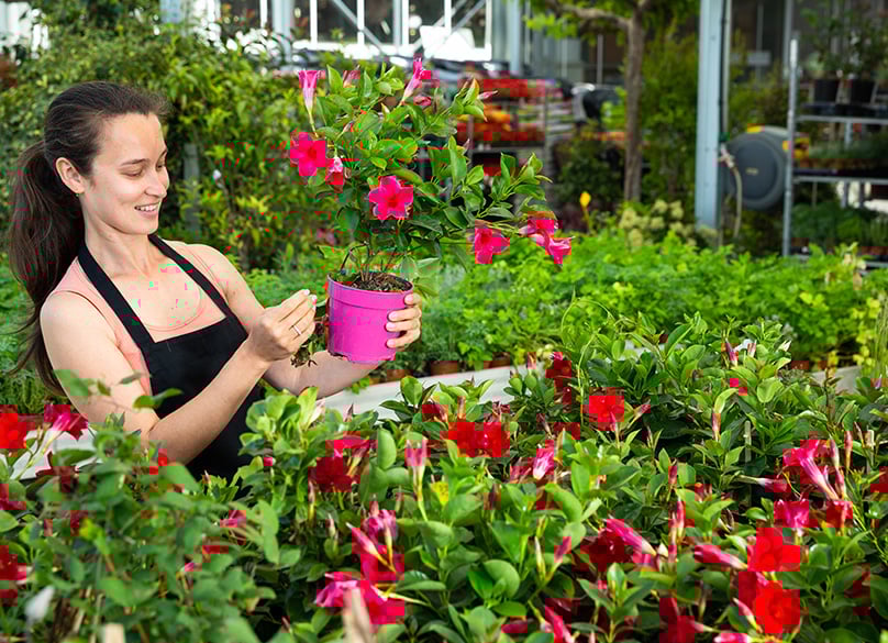 cultivating Dipladenia (Mandevilla) in greenhouse