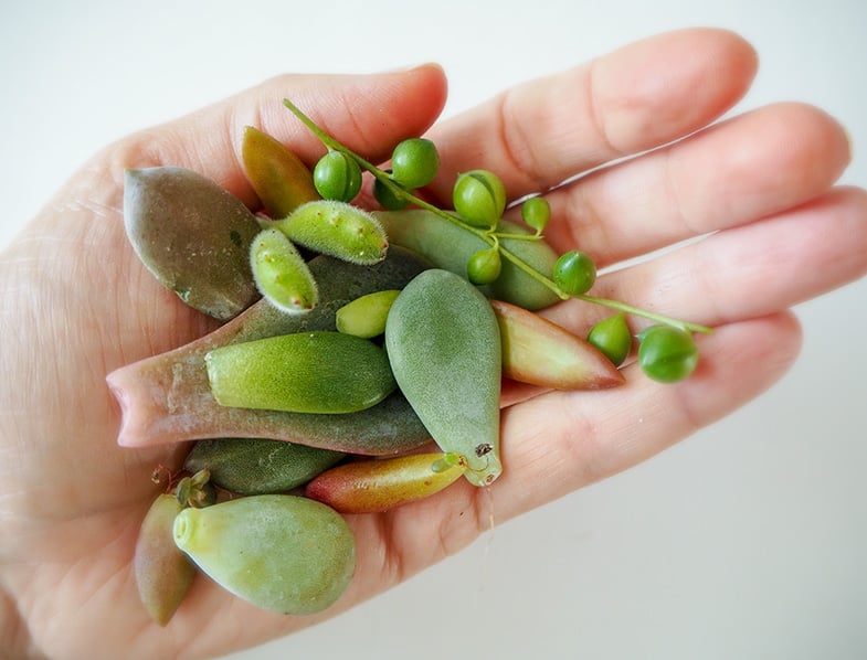 Succulent cuttings including string of pearls