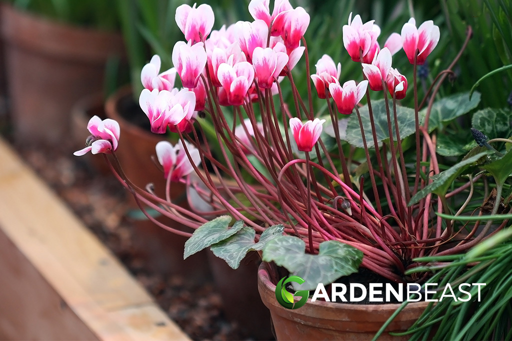 Complete Guide to Cyclamen