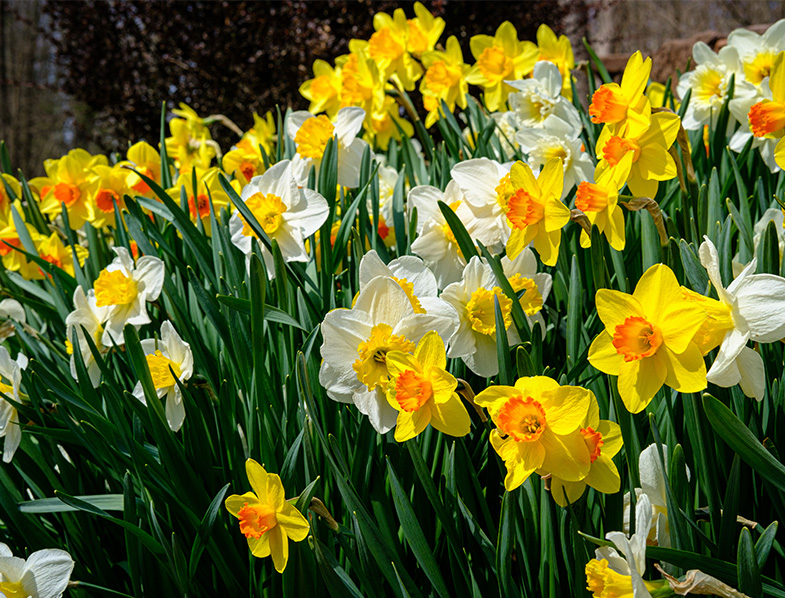 Daffodils