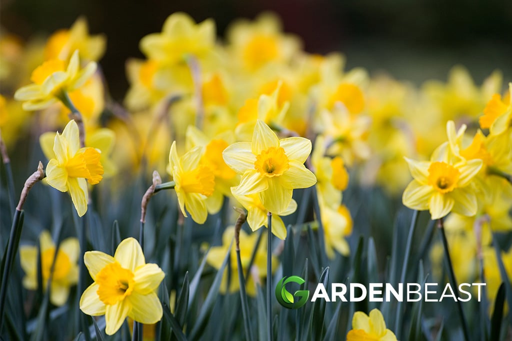 daffodils