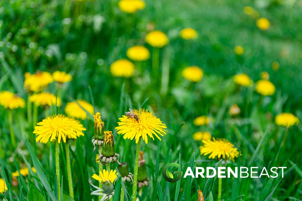 Dandelion