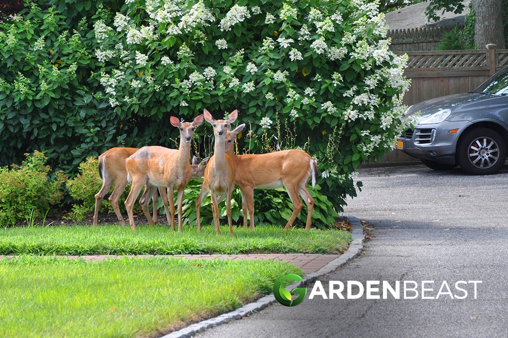 Best Deer Repellent