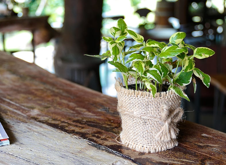 Golden Pothos or "Devils Ivy"