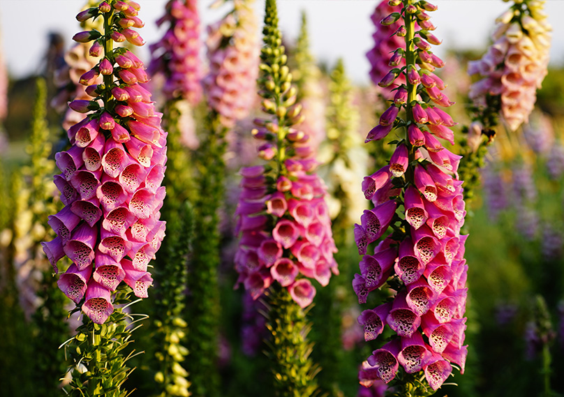 Digitalis purpurea