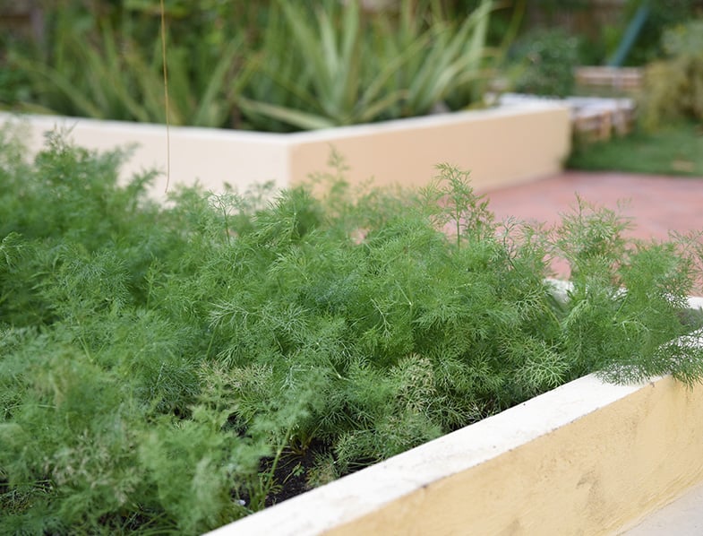 Dill Growing in a Raised Garden Bed