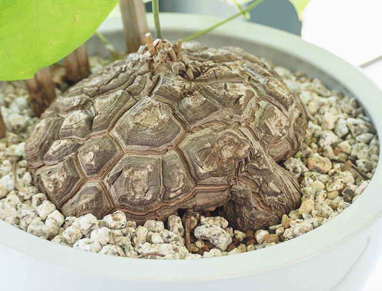 Dioscorea Elephantipes