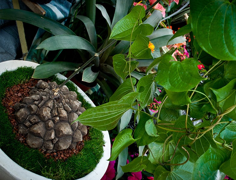 Dioscorea Elephantipes