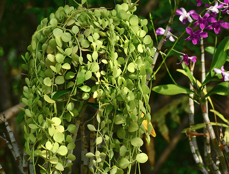 String of Nickels