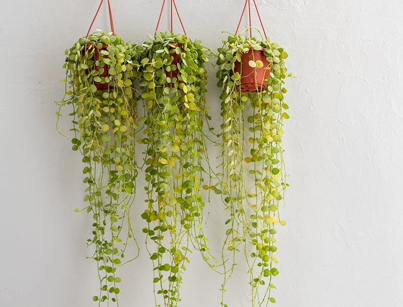 String of Nickels