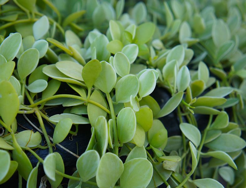 String of Nickels