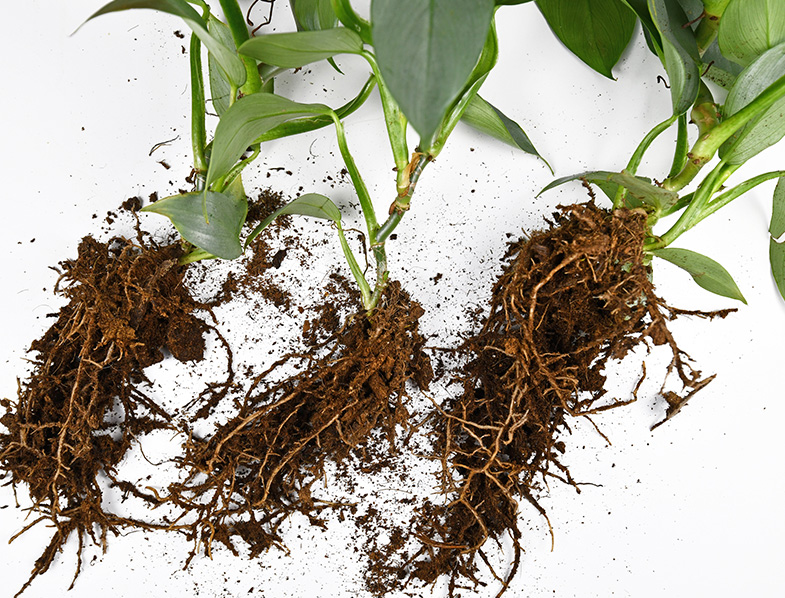 Propagating Philodendron Through Division