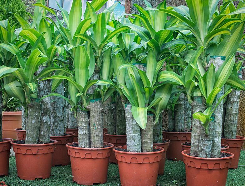 Dracaena Fragrans