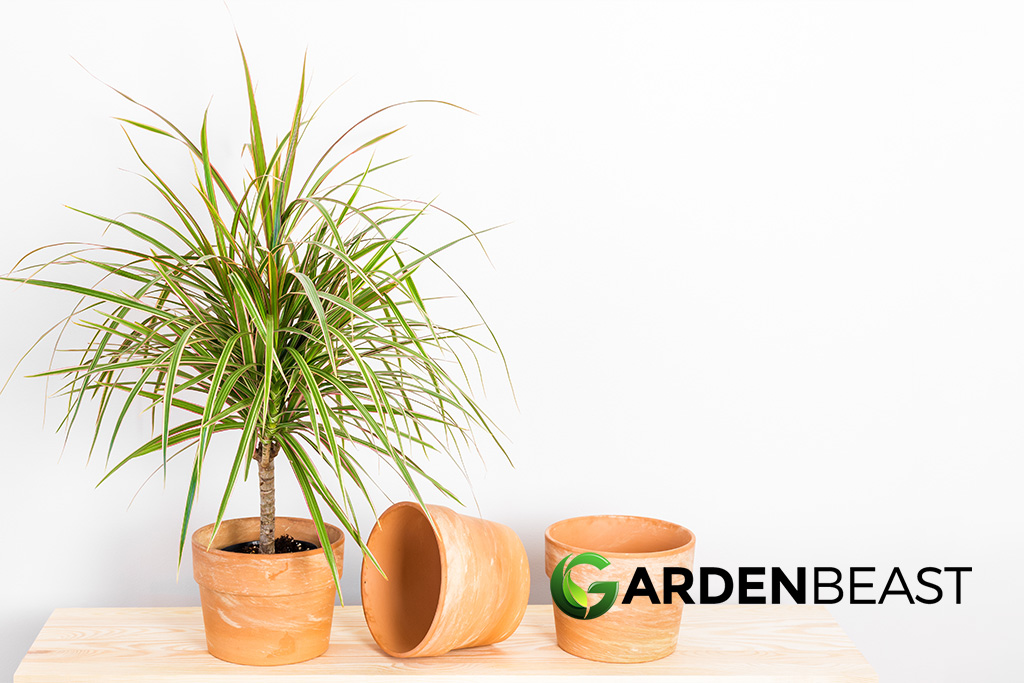 Madagascar Dragon Tree