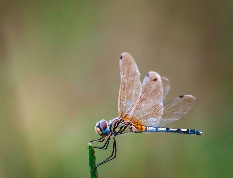 Drangonfly