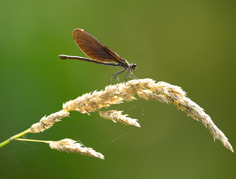 Dragonfly