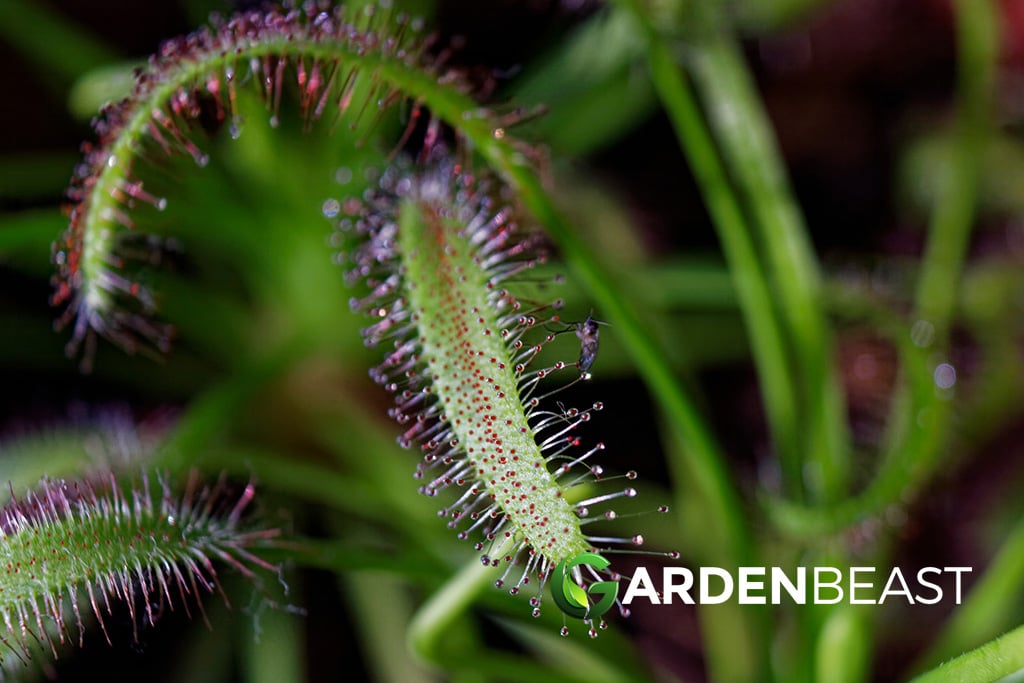 Drosera Capensis