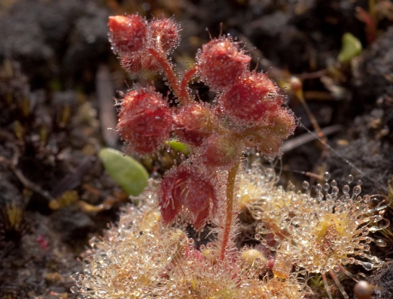 Drosera glanduligera