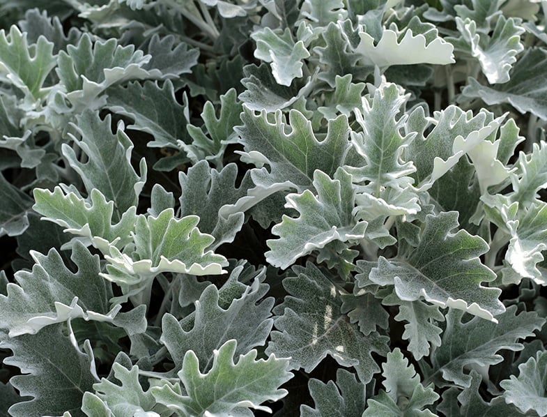 Dusty Miller