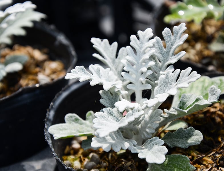Dusty miller