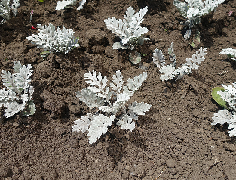 Dusty Miller
